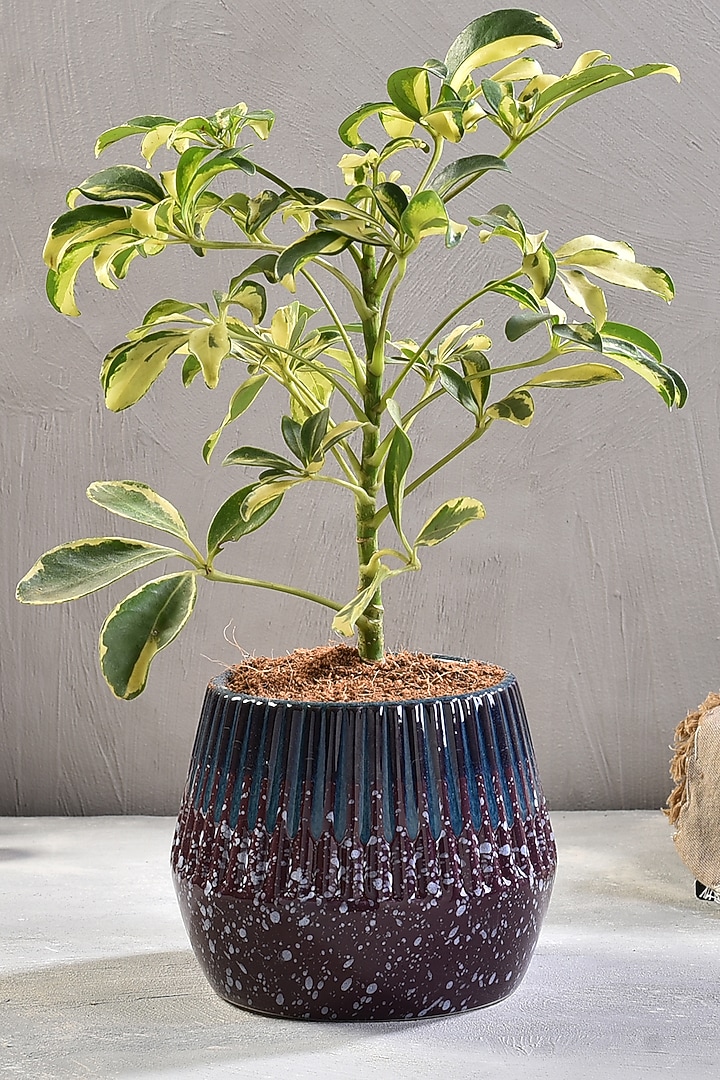 Purple Ceramic Desk Planter by The 7 Dekor at Pernia's Pop Up Shop