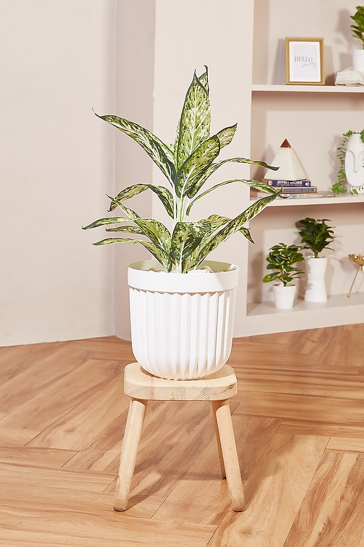 White PVC Planter by Mason Home at Pernia's Pop Up Shop