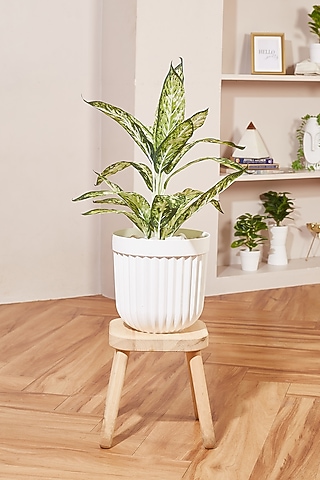 White PVC Planter by Mason Home