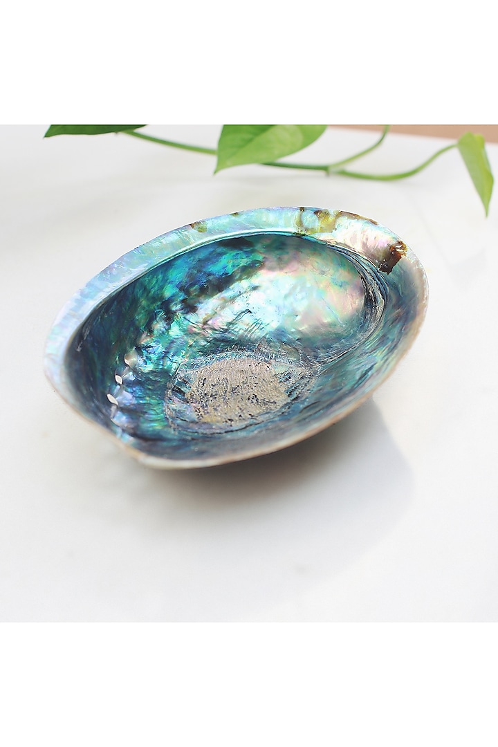Blue Abalone Natural Sell by THOA