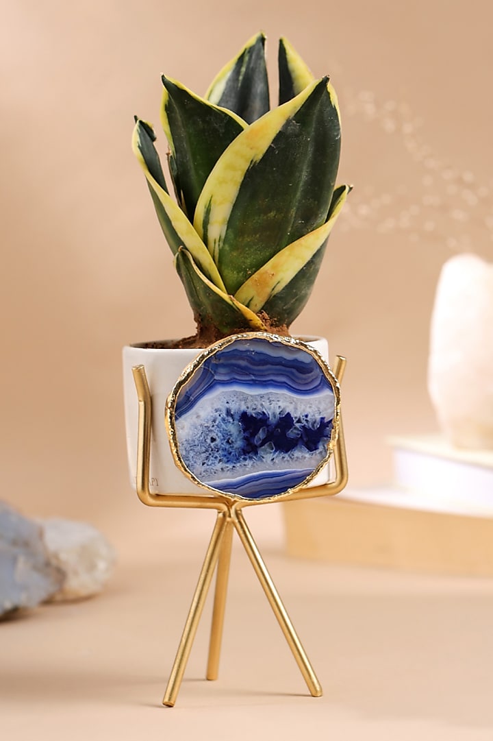 Blue Agate Stone Planter by Gemtherapy