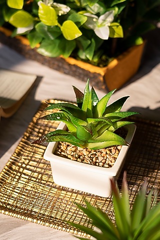 Green Polyester Artificial Aloe Comosa Succulent Bonsai Plant by H2H