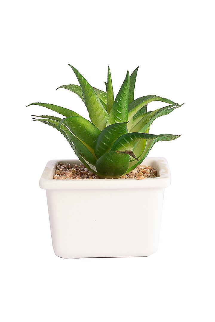 Green Polyester Artificial Aloe Comosa Succulent Bonsai Plant by H2H at Pernia's Pop Up Shop
