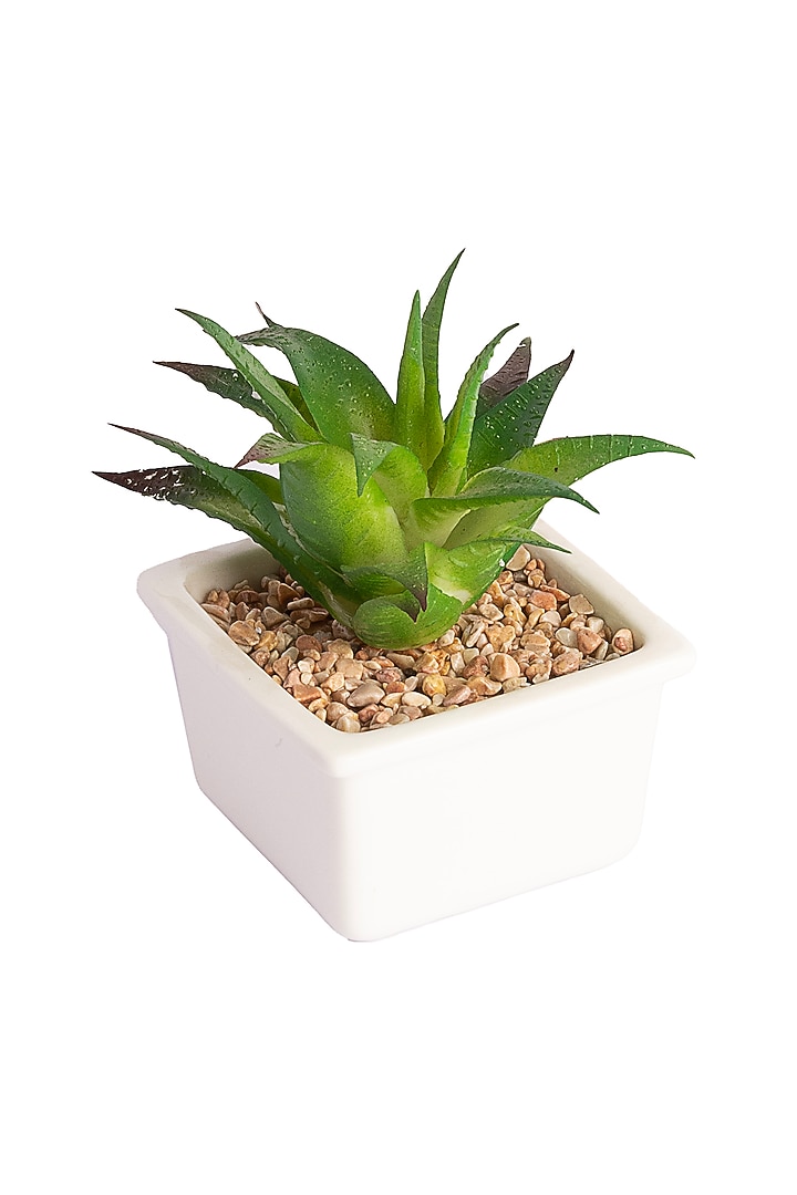 Green Polyester Artificial Aloe Comosa Succulent Bonsai Plant by H2H at Pernia's Pop Up Shop