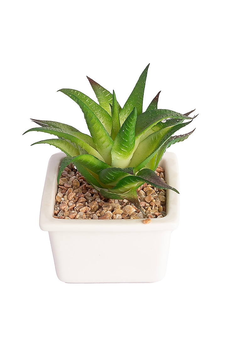 Green Polyester Artificial Aloe Comosa Succulent Bonsai Plant by H2H at Pernia's Pop Up Shop