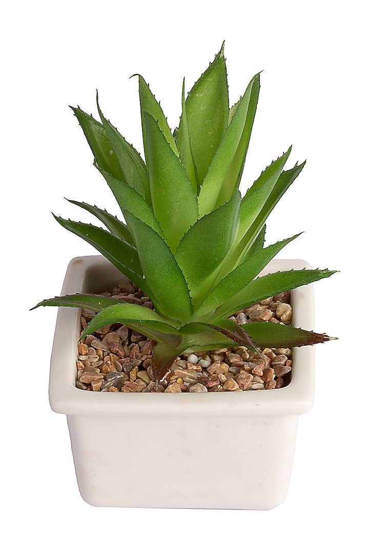 aloe vera special care box anwendung Aloe Vera Spezial Pflege Box LR Gelkonzentrat Propolis und Notfallspray main image 0