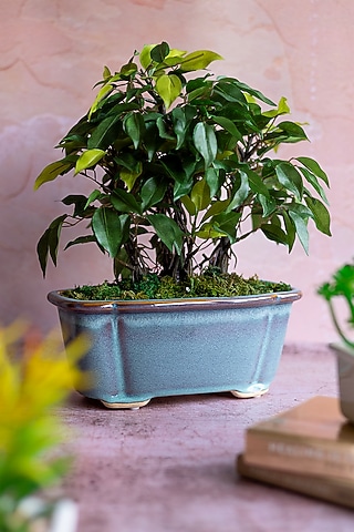 Green Polyester Artificial Succulent Bonsai Plant by H2H