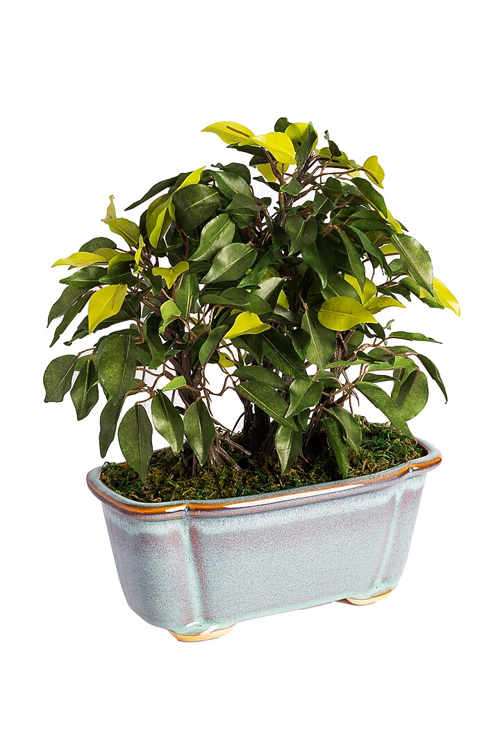 Green Polyester Artificial Succulent Bonsai Plant by H2H at Pernia's Pop Up Shop