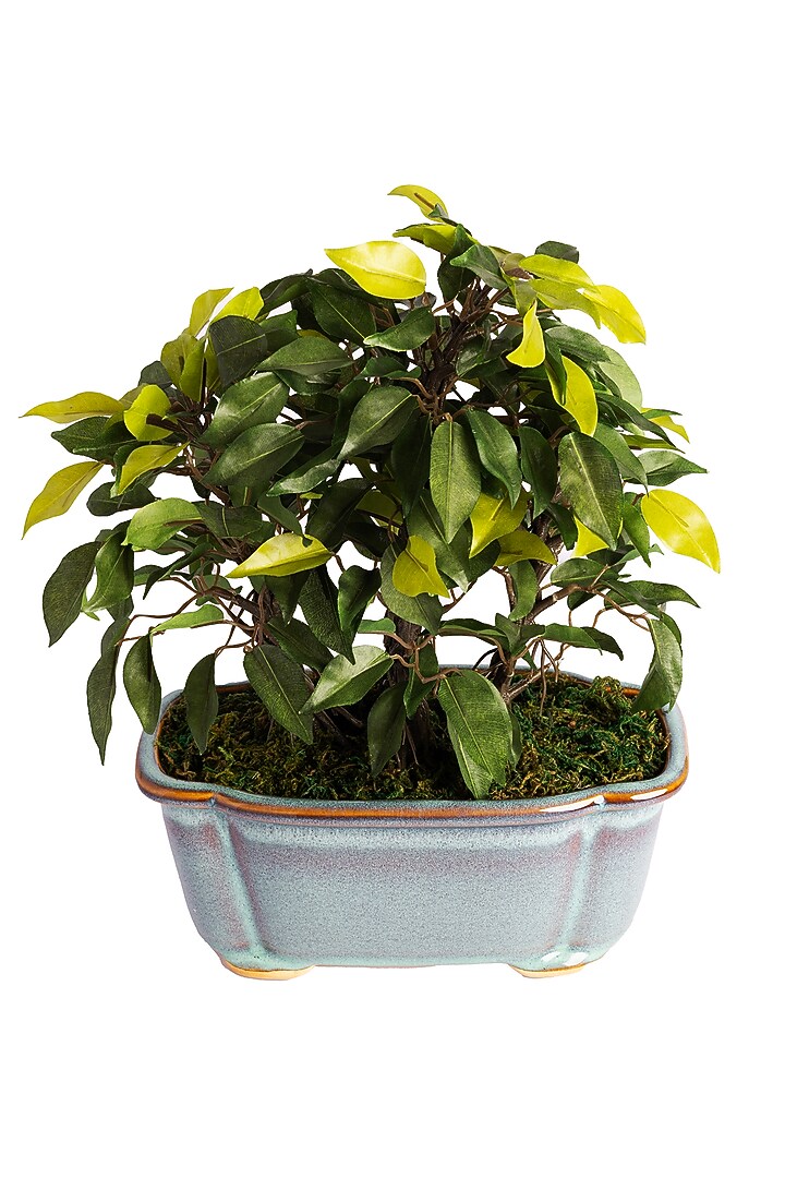 Green Polyester Artificial Succulent Bonsai Plant by H2H at Pernia's Pop Up Shop
