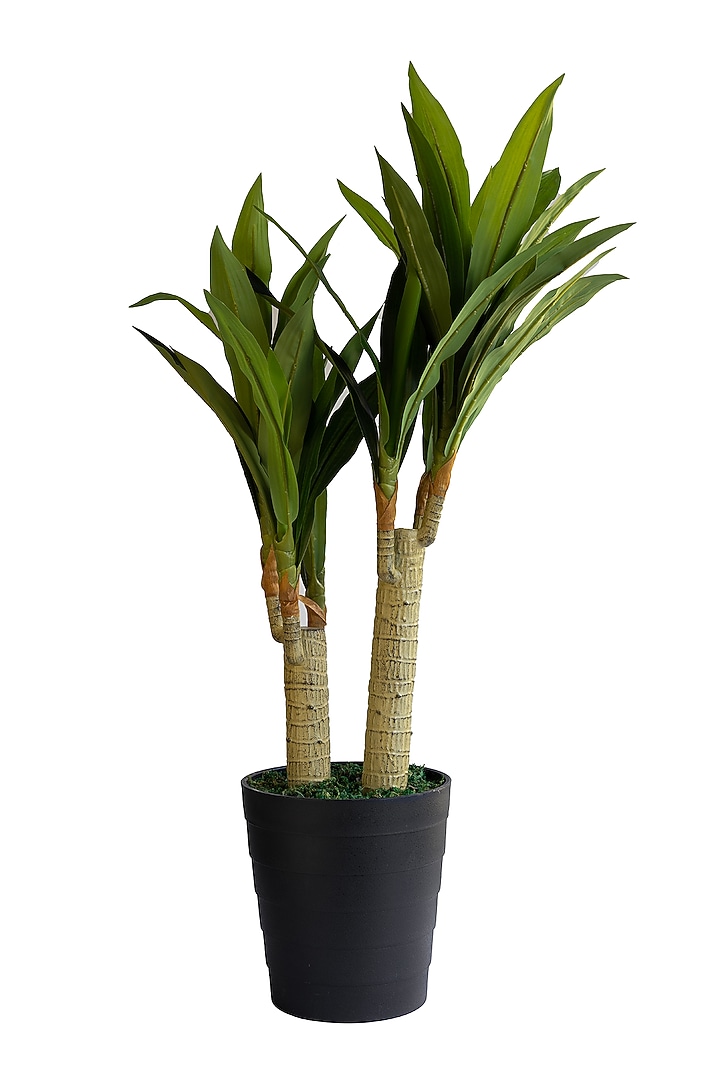 Green Polyester Artificial Dracaena Fragrant Plant by H2H at Pernia's Pop Up Shop