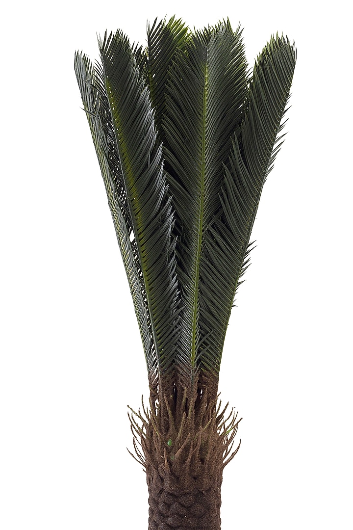 Green Faux Cycas Palm Plant by H2H at Pernia's Pop Up Shop