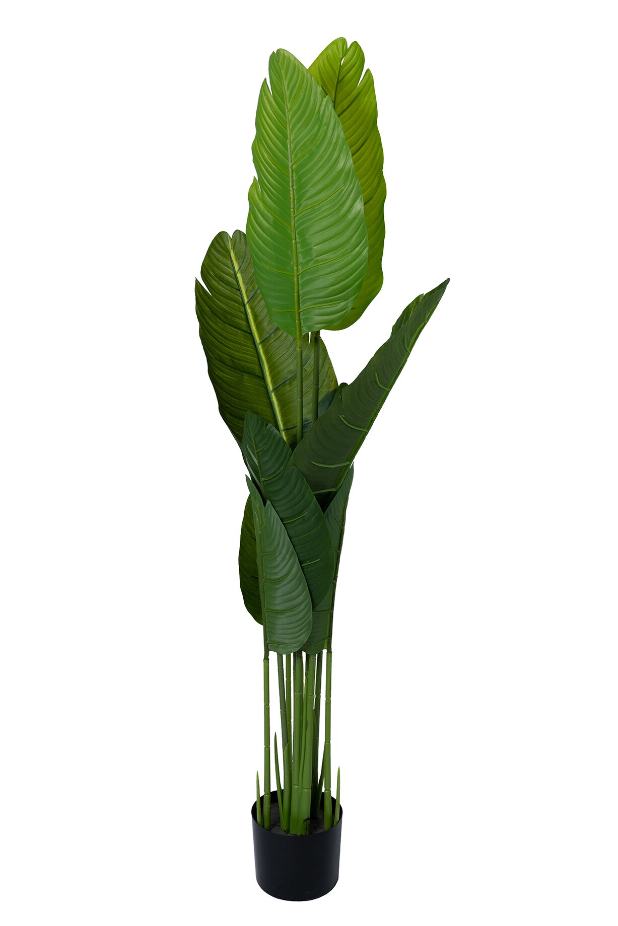 banana tree discount code