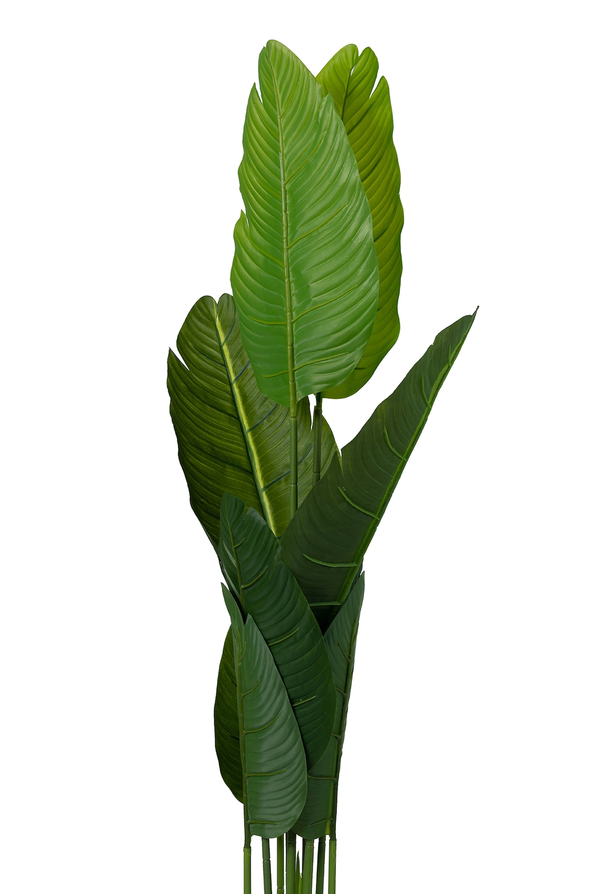 banana tree discount code
