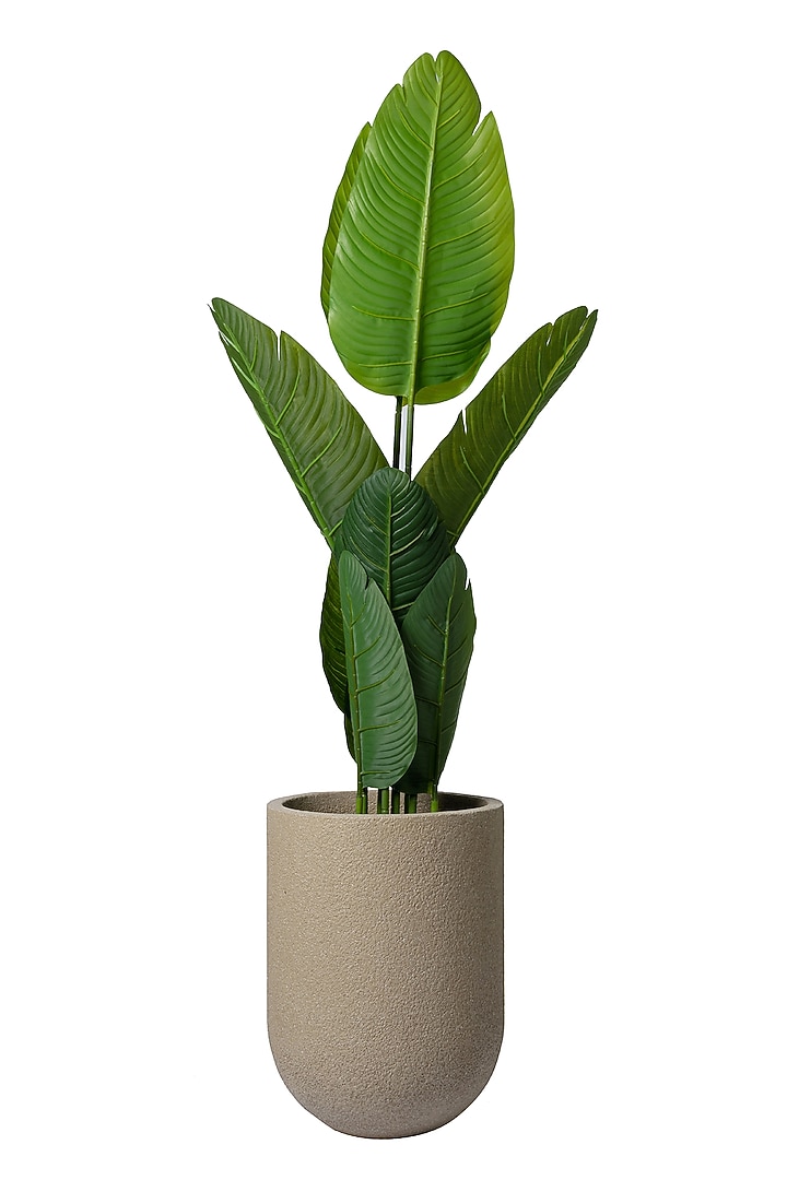 Juniper Beige FRP Planter by H2H at Pernia's Pop Up Shop
