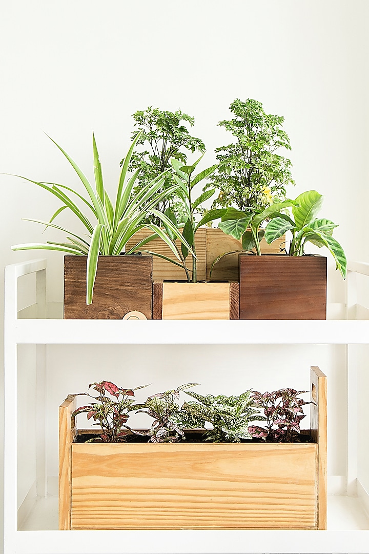 Brown Canadian Pine Wood Cube Planters Set by Hohmgrain