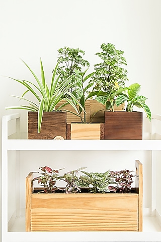 Brown Canadian Pine Wood Cube Planters Set by Hohmgrain