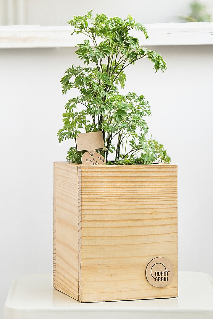 Brown Canadian Pine Wood Cube Planters Set by Hohmgrain at Pernia's Pop Up Shop