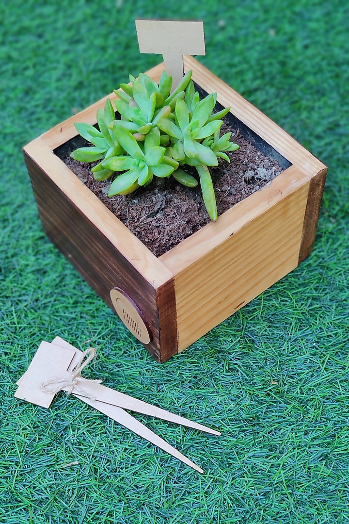 Brown Canadian Pine Wood Cube Planters Set by Hohmgrain at Pernia's Pop Up Shop
