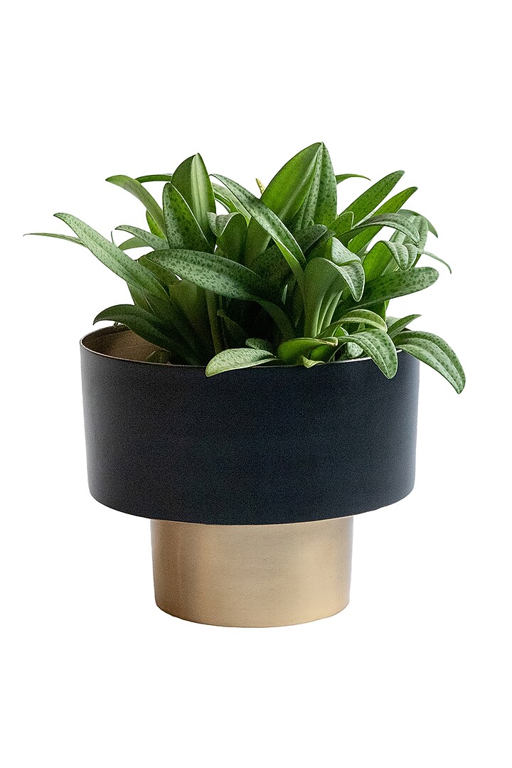 Black & Gold Metal Planter by Logam at Pernia's Pop Up Shop