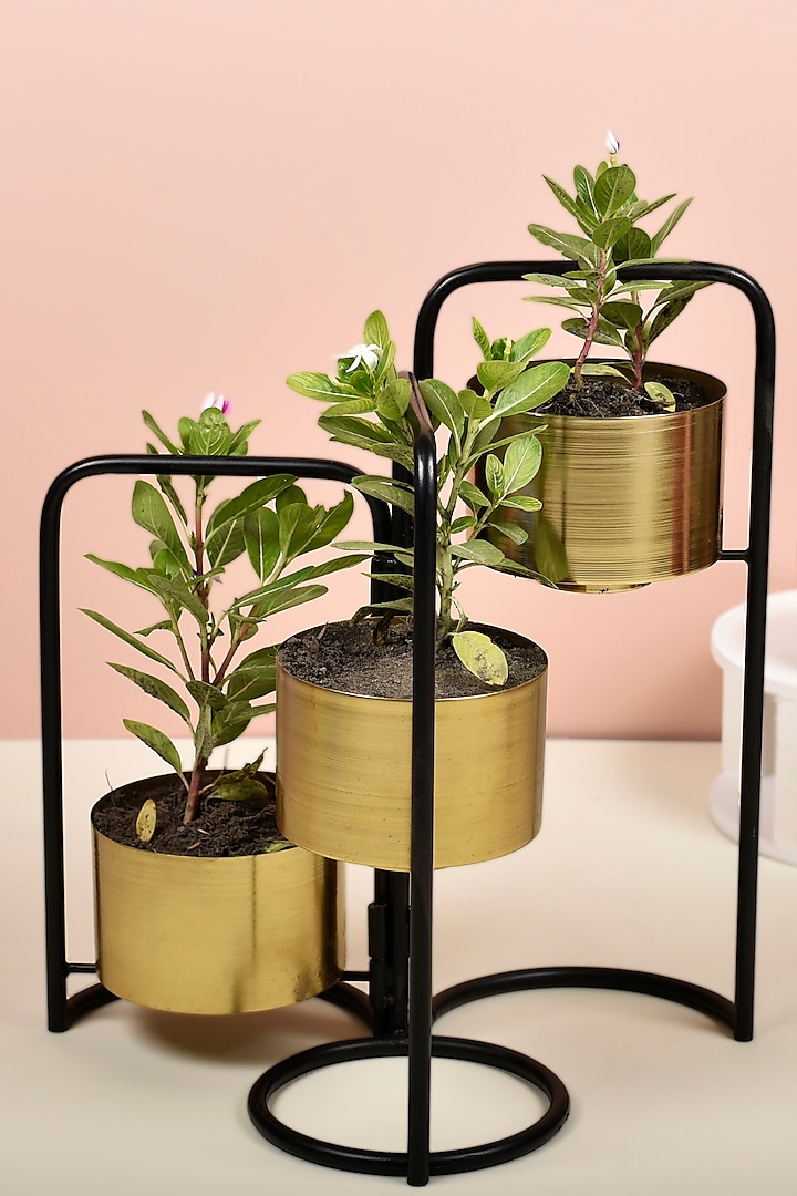 Black Foldable Planter With 3 Detachable Gold Finished Pots by Manor House
