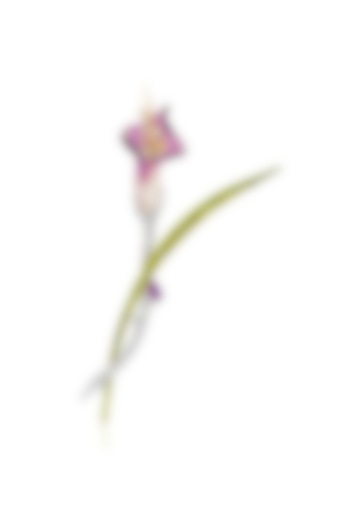 White Rhodium Finish Floral Brooch In Sterling Silver by MISS JO at Pernia's Pop Up Shop