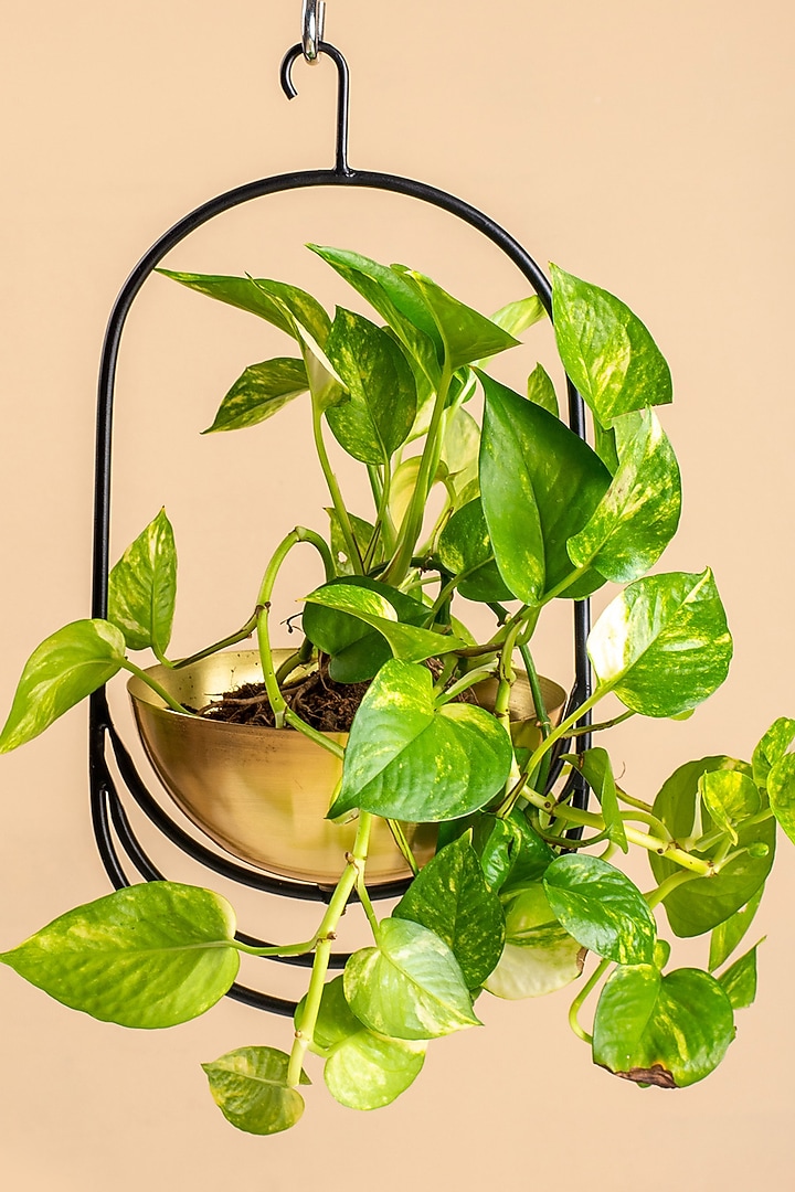 Gold Iron Hanging Planter by Muun Home at Pernia's Pop Up Shop
