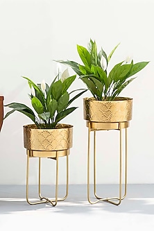 Yellow Gold Planters (Set of 2) Design by The Decor Remedy at Pernia's ...