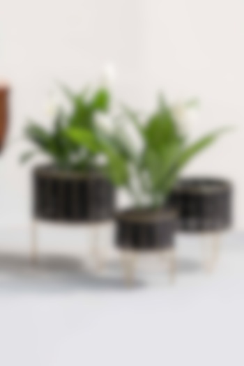 Black & Gold Textures Planters (Set of 3) by The Decor Remedy