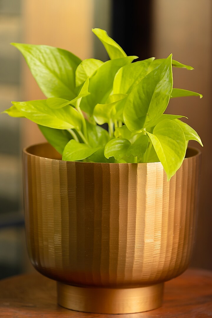 Golden Fluted Planter by SG Home at Pernia's Pop Up Shop