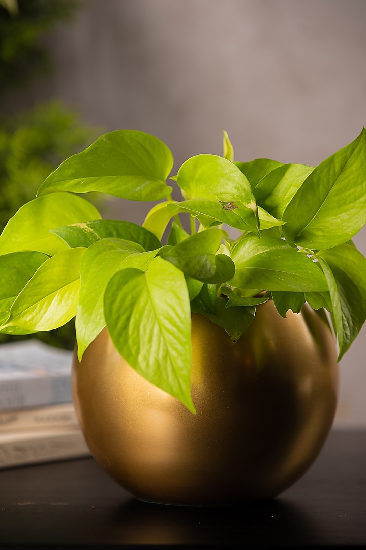Gold Globe Metal Planter by SG Home at Pernia's Pop Up Shop