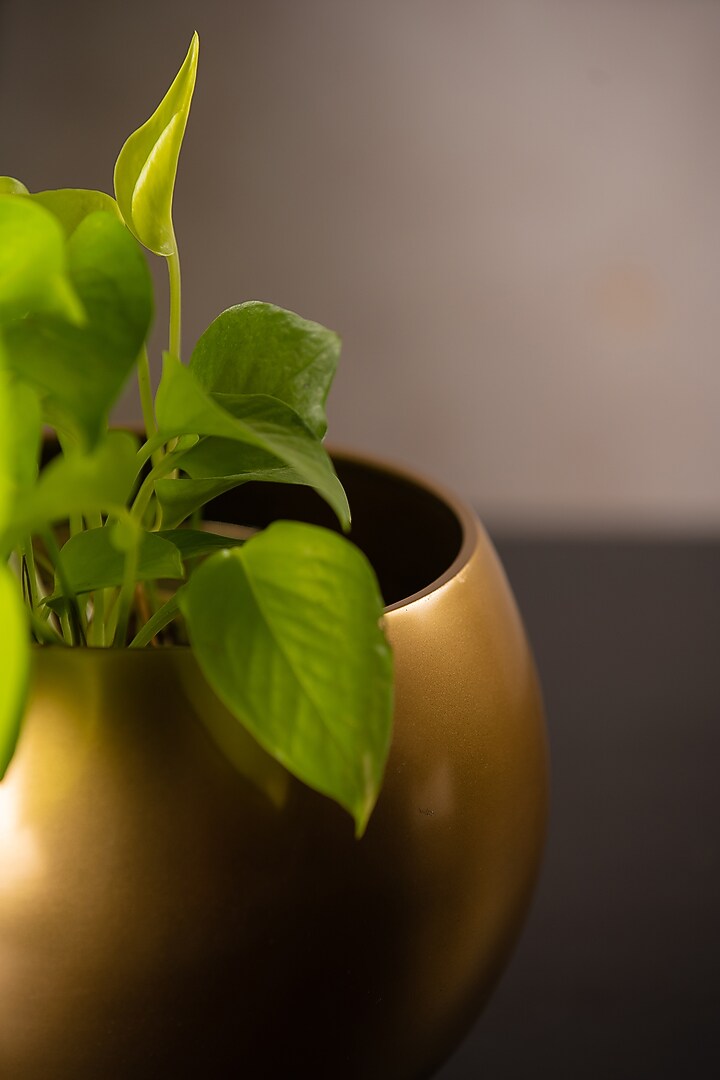 Gold Globe Metal Planter by SG Home at Pernia's Pop Up Shop