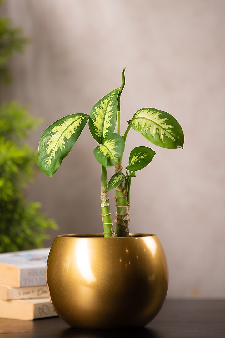 Gold Globe Metal Planter by SG Home at Pernia's Pop Up Shop