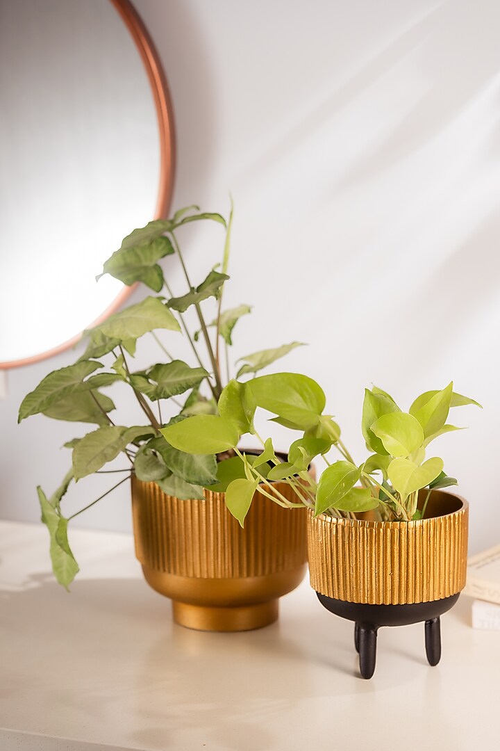 Golden Metal Ribbed Robo Planter by SG Home at Pernia's Pop Up Shop