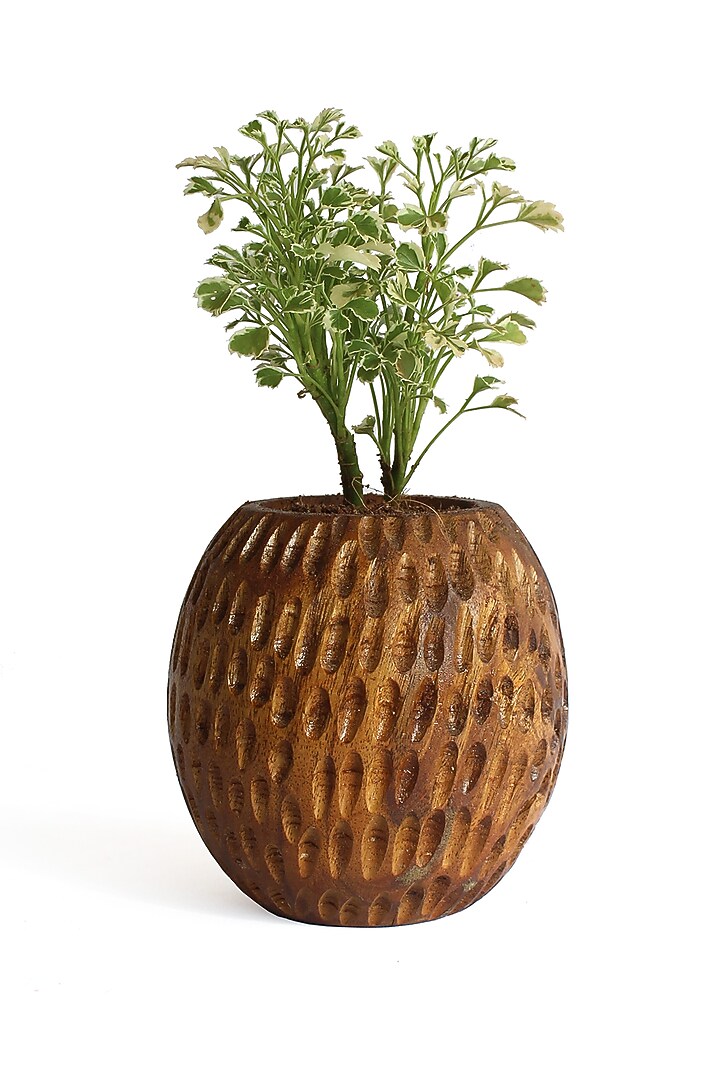 Brown Acacia Wood Planter by Studio Indigene at Pernia's Pop Up Shop