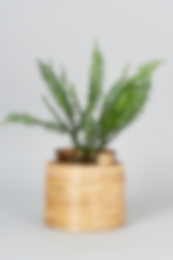 Beige Cane Coiled Planter by SYMETTRY