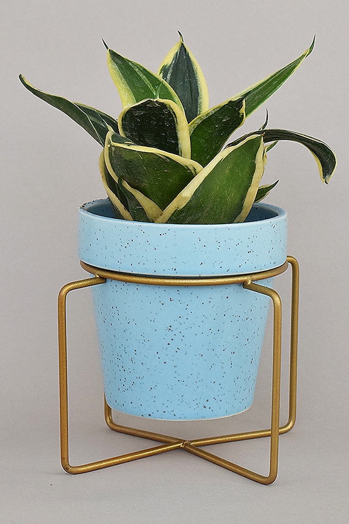 Blue & Gold Ceramic Planters (Set of 2) by The Blooming Bagh at Pernia's Pop Up Shop