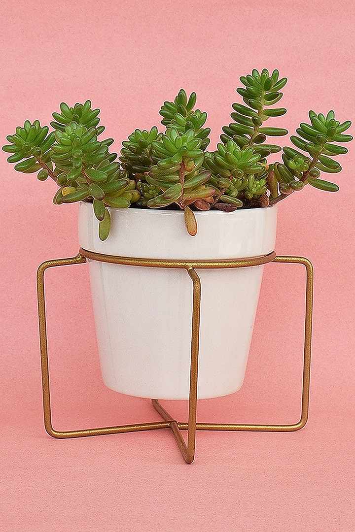 White & Gold Ceramic Planters (Set of 2) by The Blooming Bagh at Pernia's Pop Up Shop