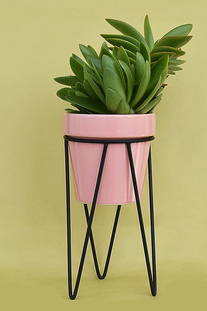 Pink Ceramic Planters (Set of 2) by The Blooming Bagh at Pernia's Pop Up Shop
