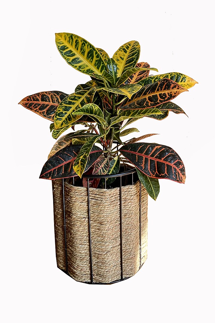 Brown & Black Metal Planter by The house of trendz at Pernia's Pop Up Shop