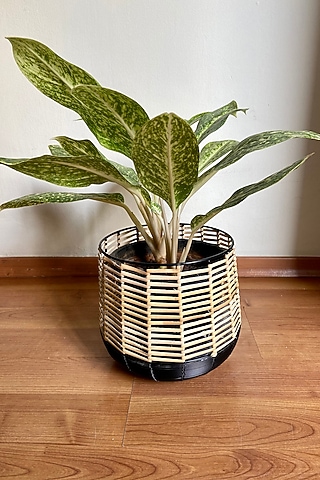 Black Metal & Cane Handwoven Planter by The house of trendz