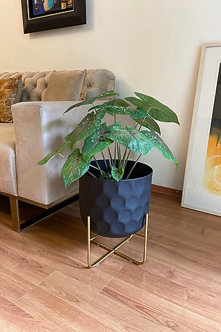 Matte Black & Gold Metal Planter by The house of trendz