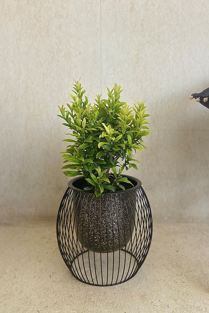 Black Metal Caged Planter by The house of trendz
