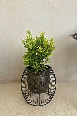 Black Metal Caged Planter by The house of trendz