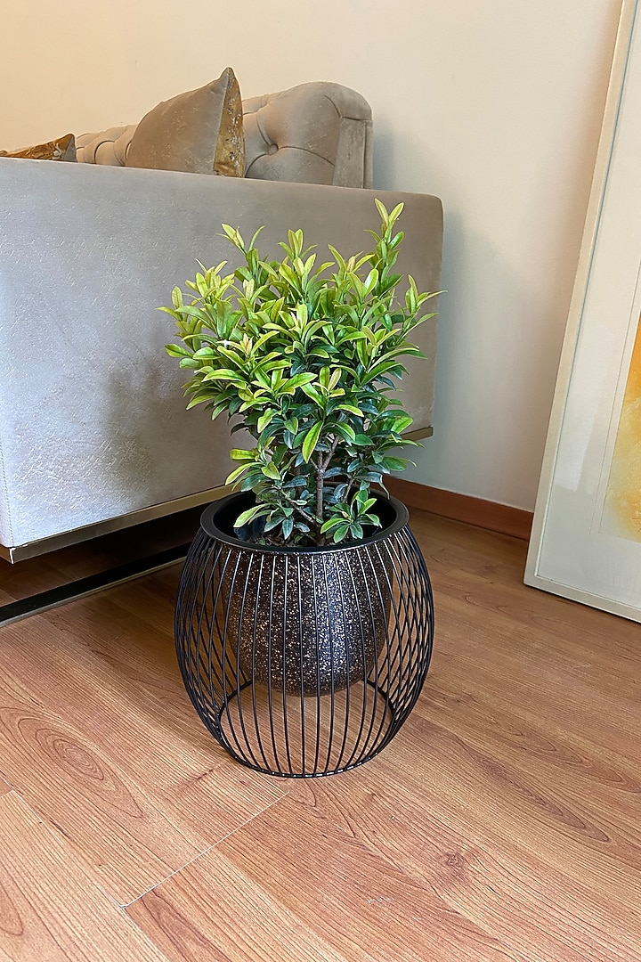 Black Metal Caged Planter by The house of trendz at Pernia's Pop Up Shop