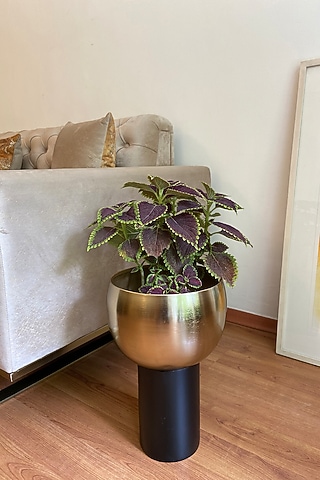 Gold & Black Metal Cylindrical Planter by The house of trendz